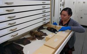 Pre-program intern Caitlin Richeson examining taxidermy fruit bats in collection storage ( &#169; AMNH/F. Ritchie)